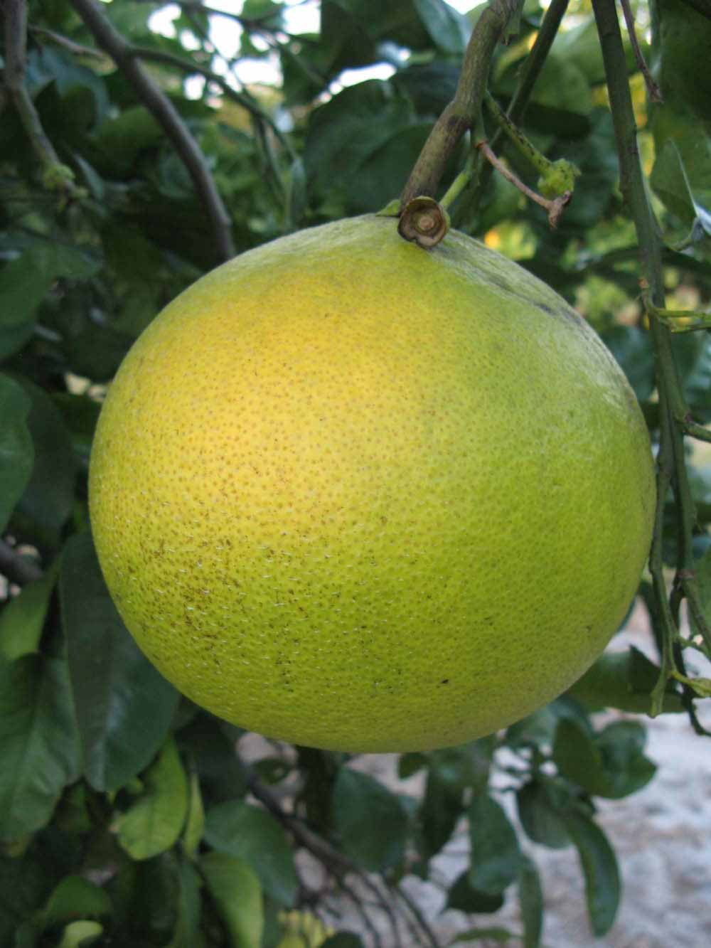              Fruit (Large Pink, Winter Haven, FL)   